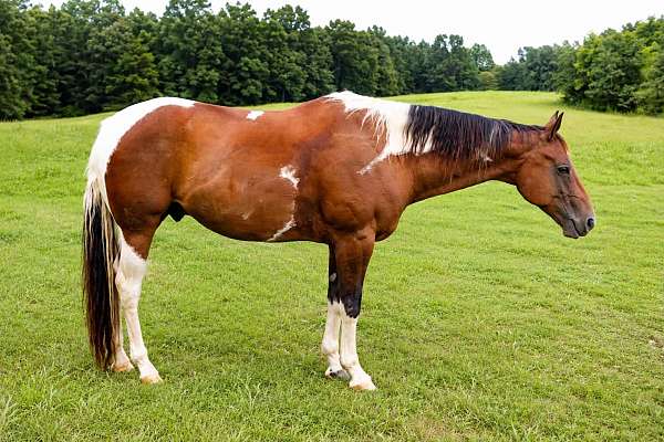 athletic-paint-horse