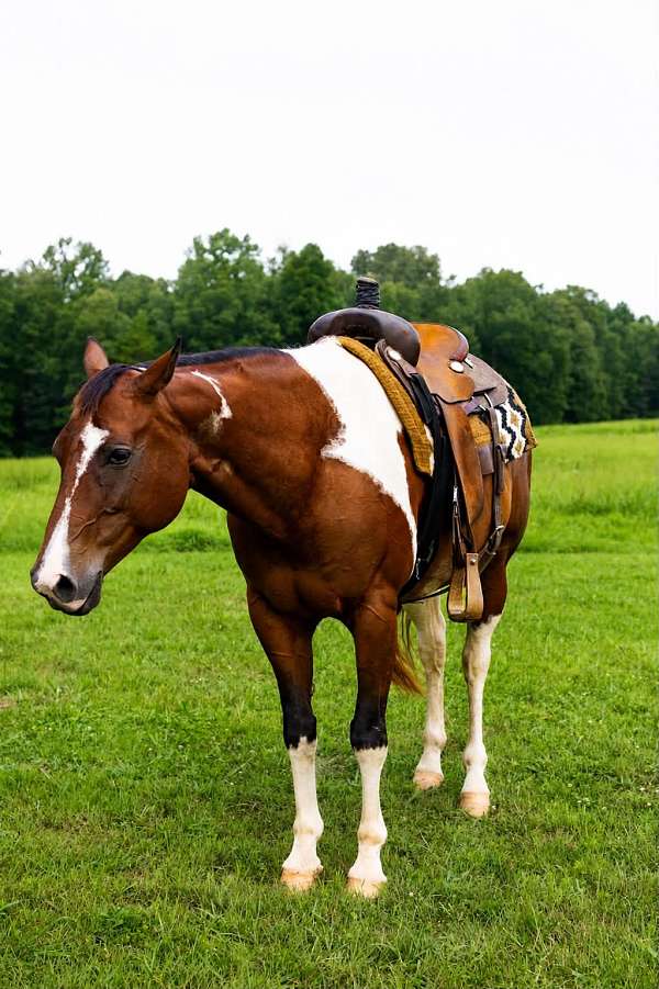 beginner-paint-horse