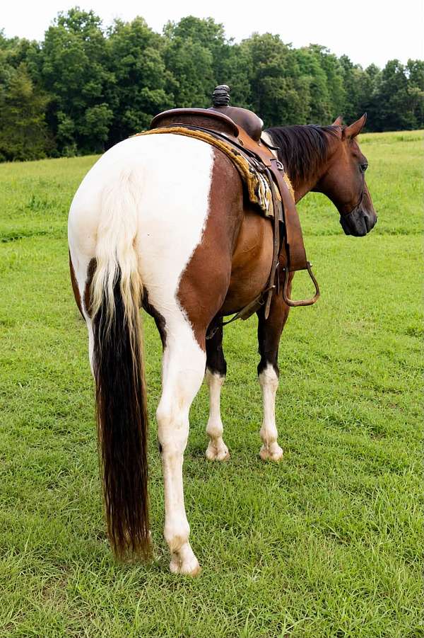 calf-roping-paint-horse