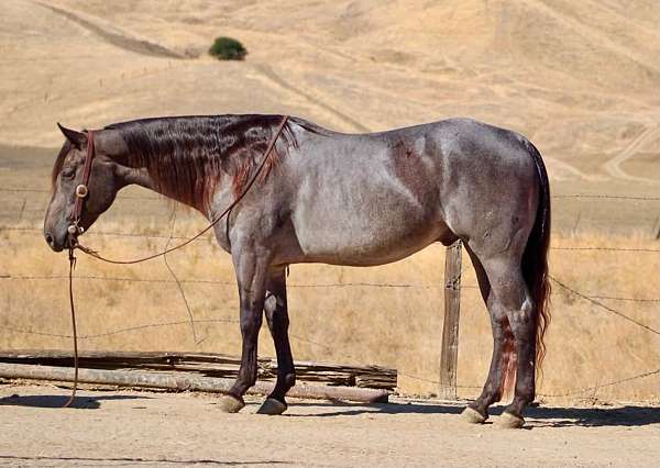 all-around-quarter-horse