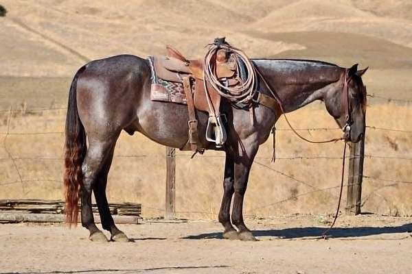 athletic-quarter-horse