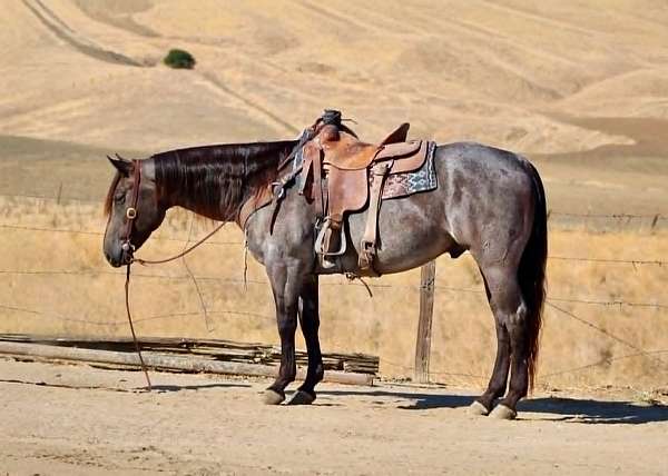 beginner-quarter-horse