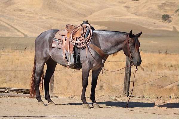 calf-roping-quarter-horse