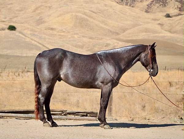 endurance-quarter-horse