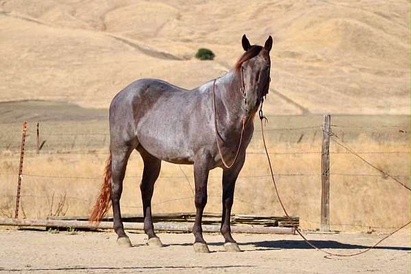 experienced-quarter-horse