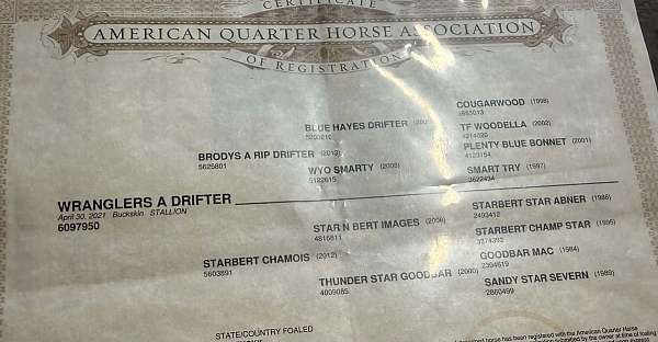 performance-quarter-horse