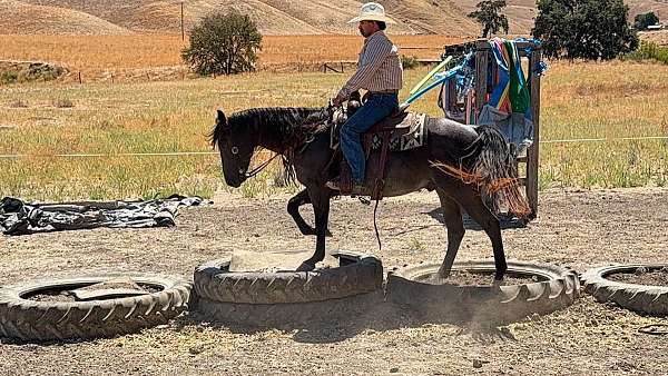 playday-quarter-horse