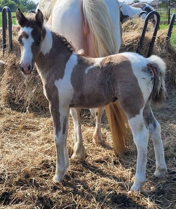 black-tobiano-pony-colt
