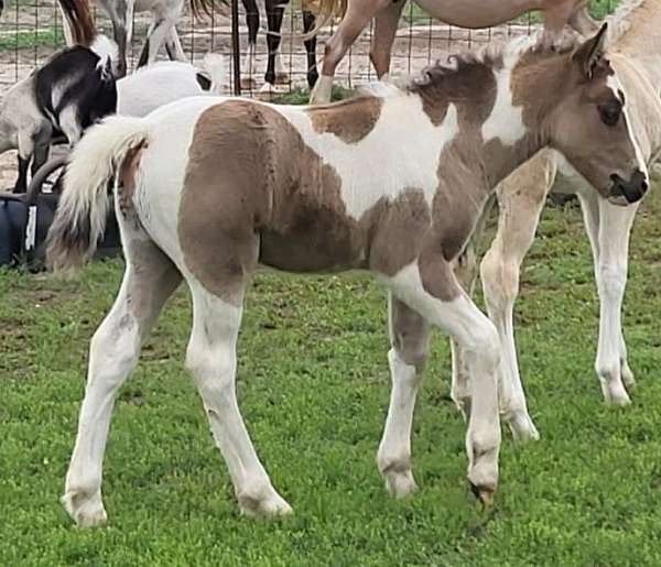 black-tobiano-poa-colt