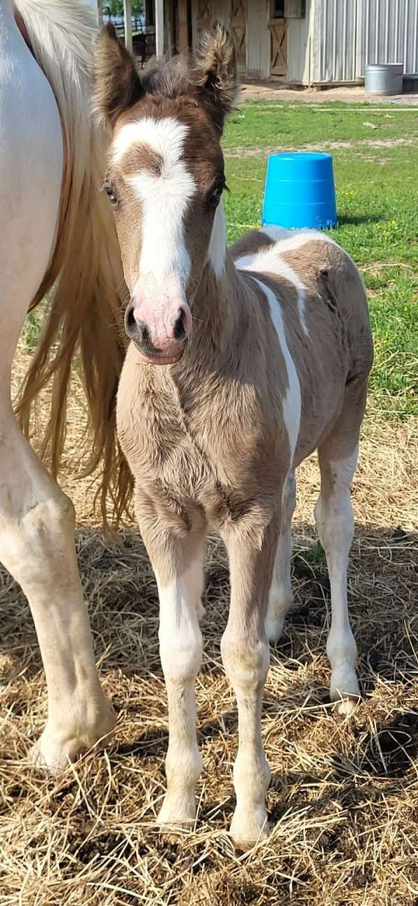 black-tobiano-quarter-pony-colt