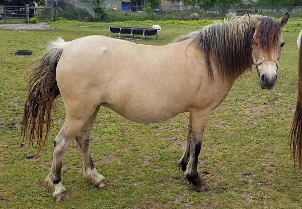 dunskin-welsh-pony-broodmare