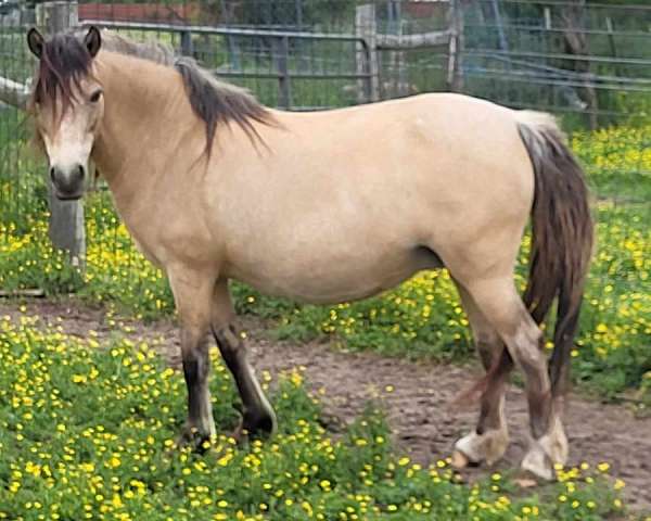 dunskin-wpcsa-broodmare
