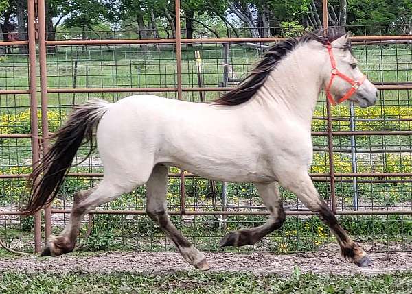 dunskin-wpcsa-horse