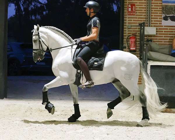 gran-premio-horse