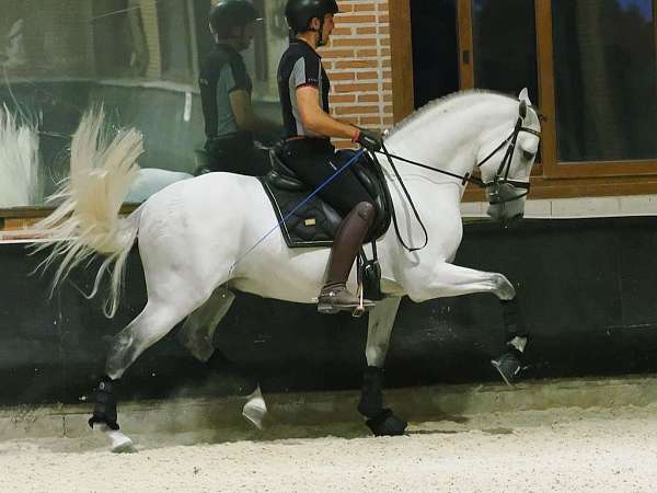gran-premio-stallion
