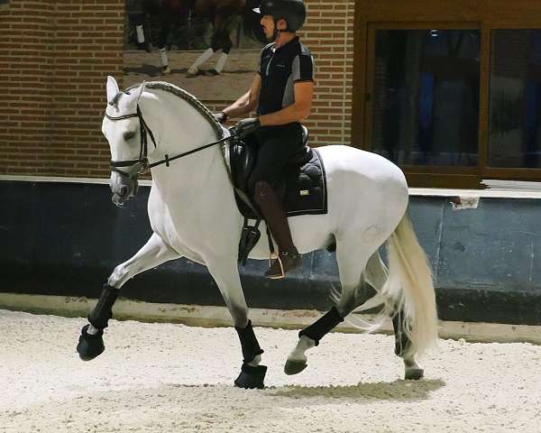 andalusian-horse