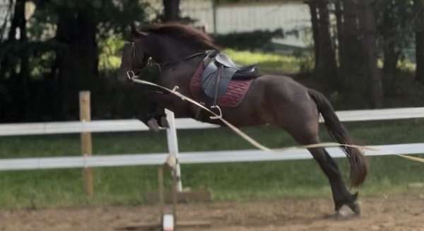 all-around-friesian-horse