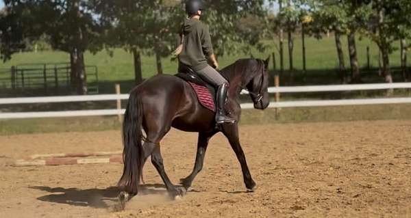 cross-friesian-horse