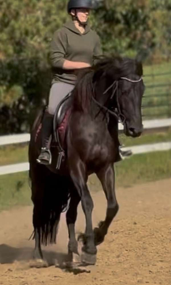 draft-friesian-horse