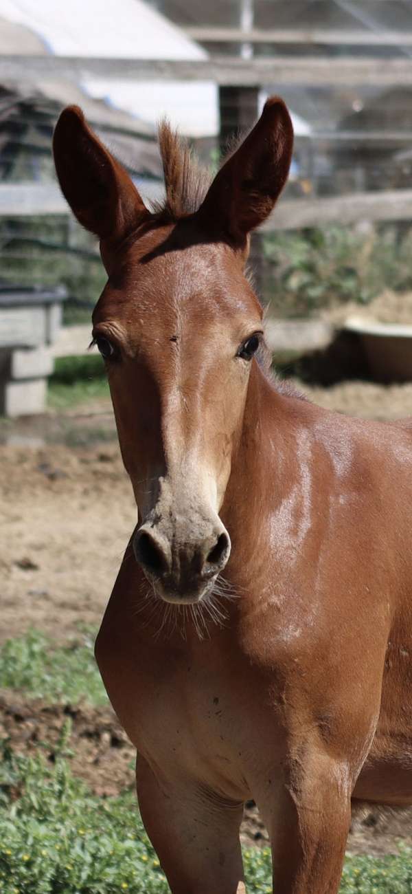 all-around-athletic-mule