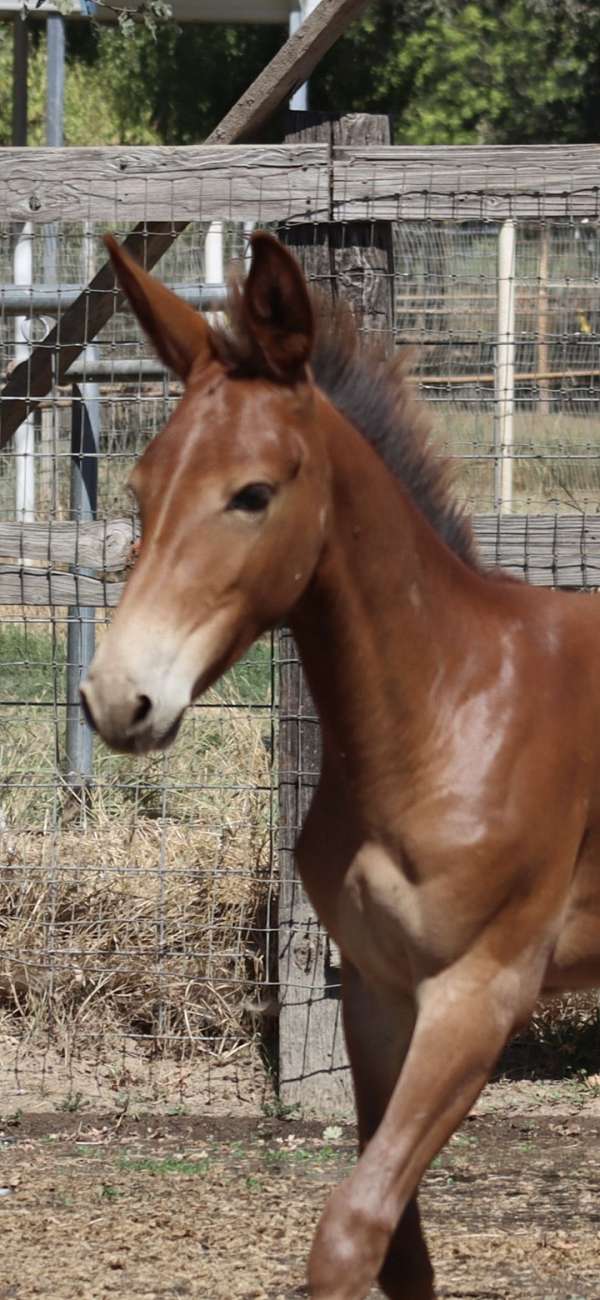 chestnut-mule-colt