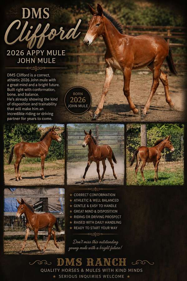 foundation-appaloosa-mule