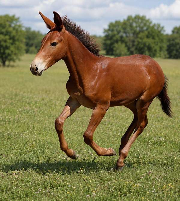 all-around-athletic-colt