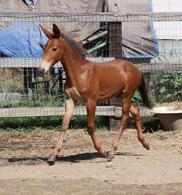 all-around-athletic-horse