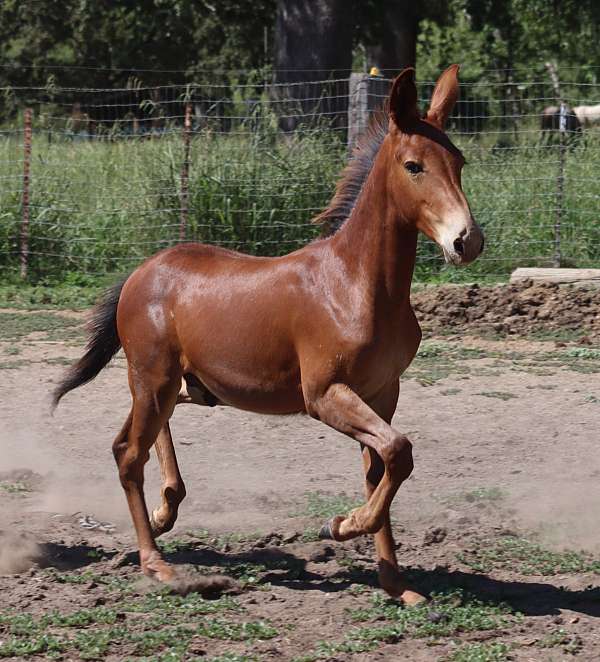 chestnut-colt-for-sale