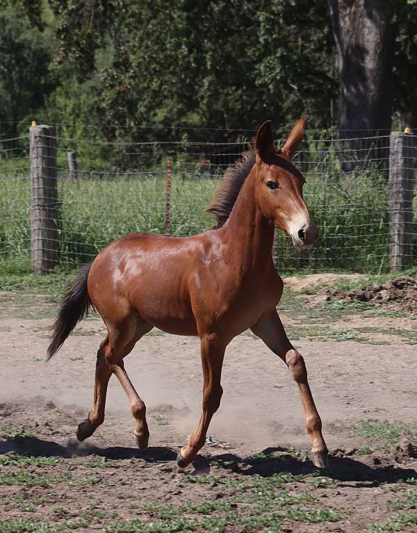 14-hand-mule-colt