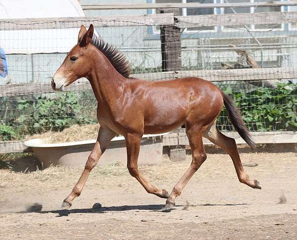chestnut-mule-for-sale