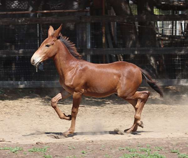 14-hand-chestnut-horse