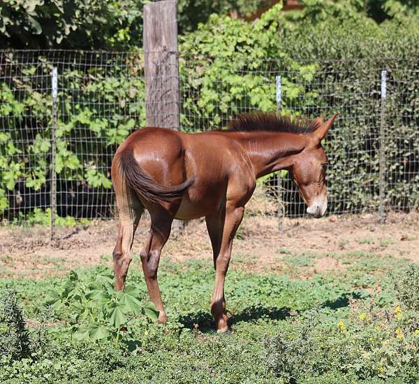 chestnut-mule