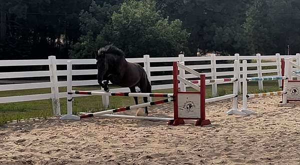 champion-friesian-thoroughbred-horse