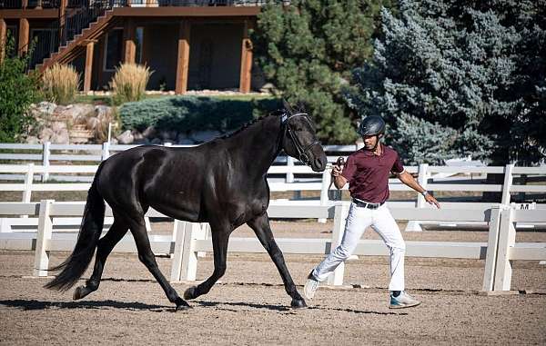 double-registered-friesian-thoroughbred-horse