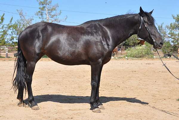 foundation-friesian-thoroughbred-horse