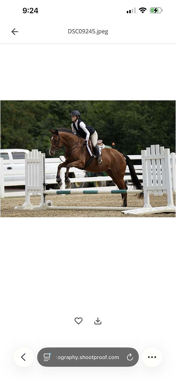 all-around-appendix-horse