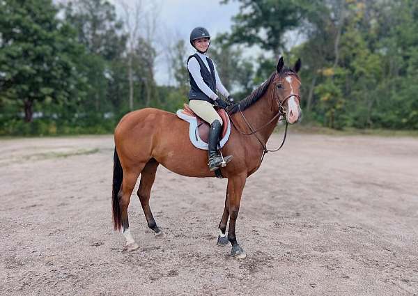 bar-appendix-horse