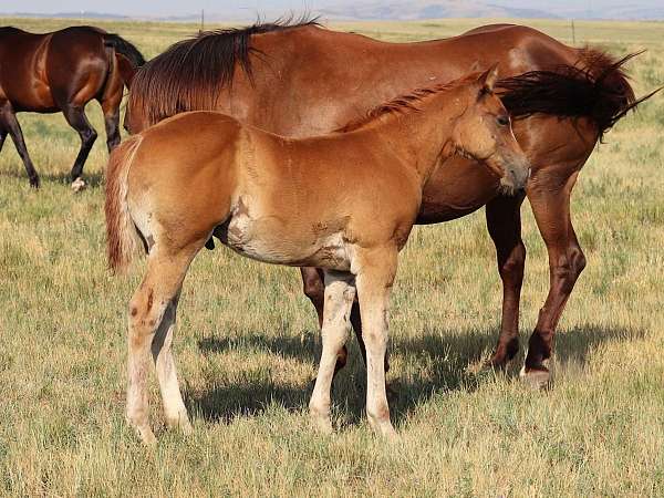 quarter-horse-colt