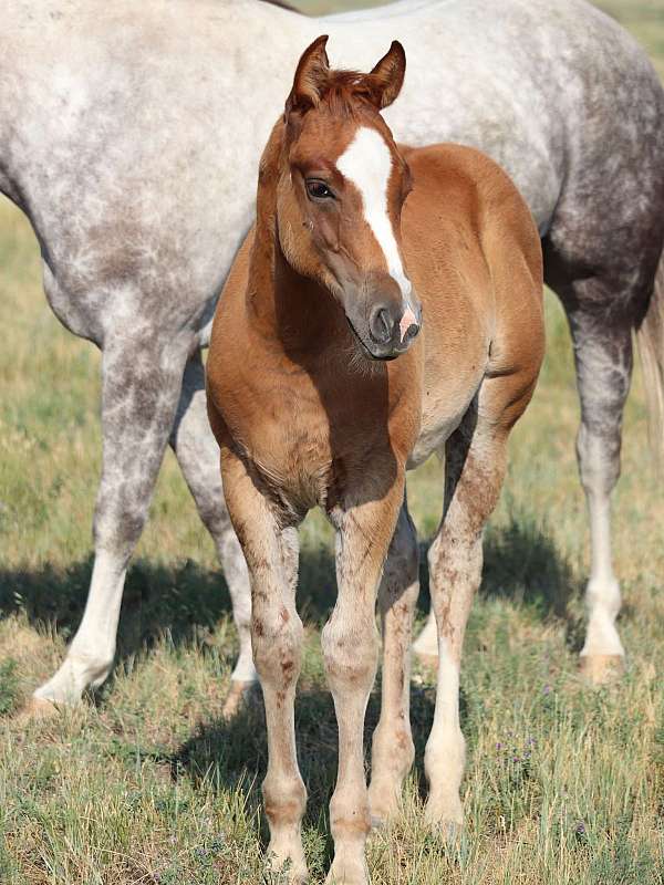quarter-horse