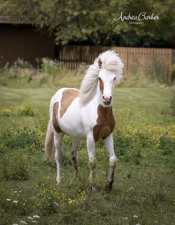 splash-icelandic-horse