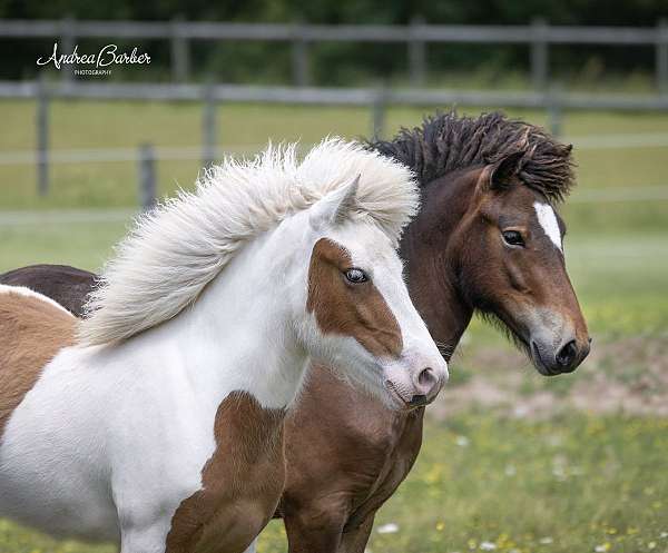 tobiano-icelandic-filly