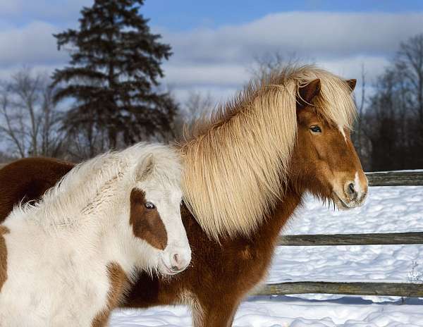 tolt-filly