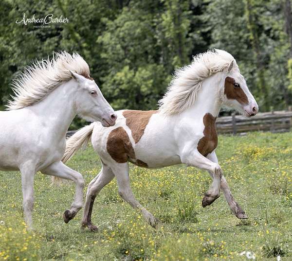 ability-icelandic-horse
