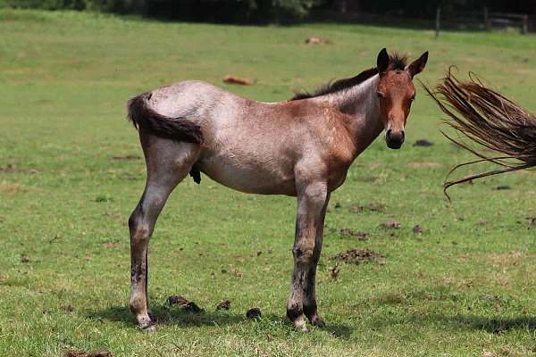 peppymint-twist-quarter-horse