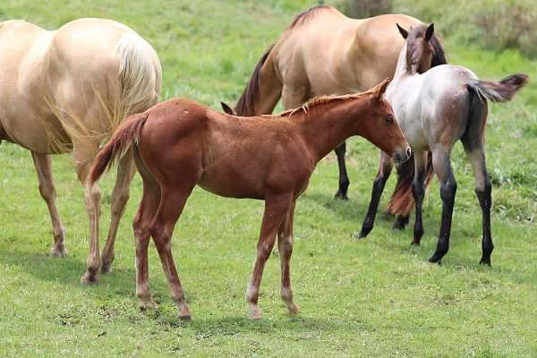 and-willing-quarter-pony