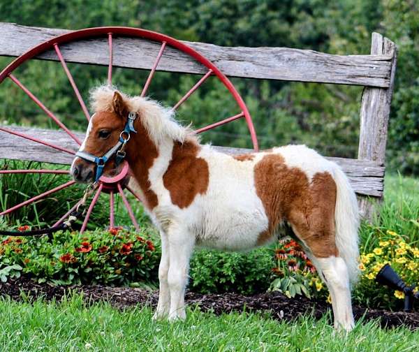 halter-stallion-miniature-spotted-horse
