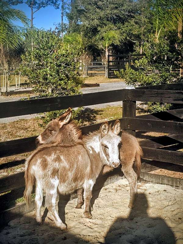 miniature-mare