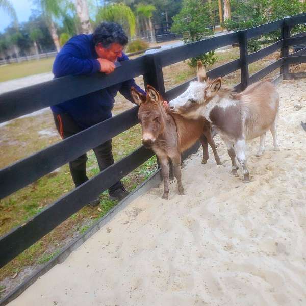 miniature-horse-for-sale