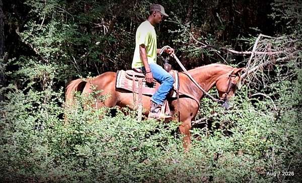 sorrel-mare-quarter-horse